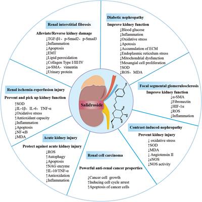 Pharmacological functions of salidroside in renal diseases: facts and perspectives